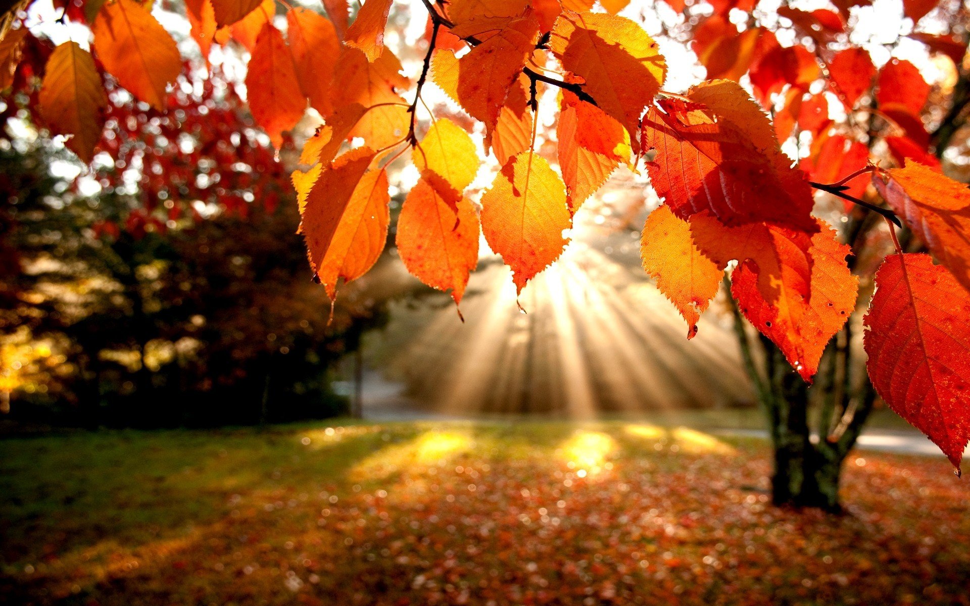 herbst blätter bäume strahlen