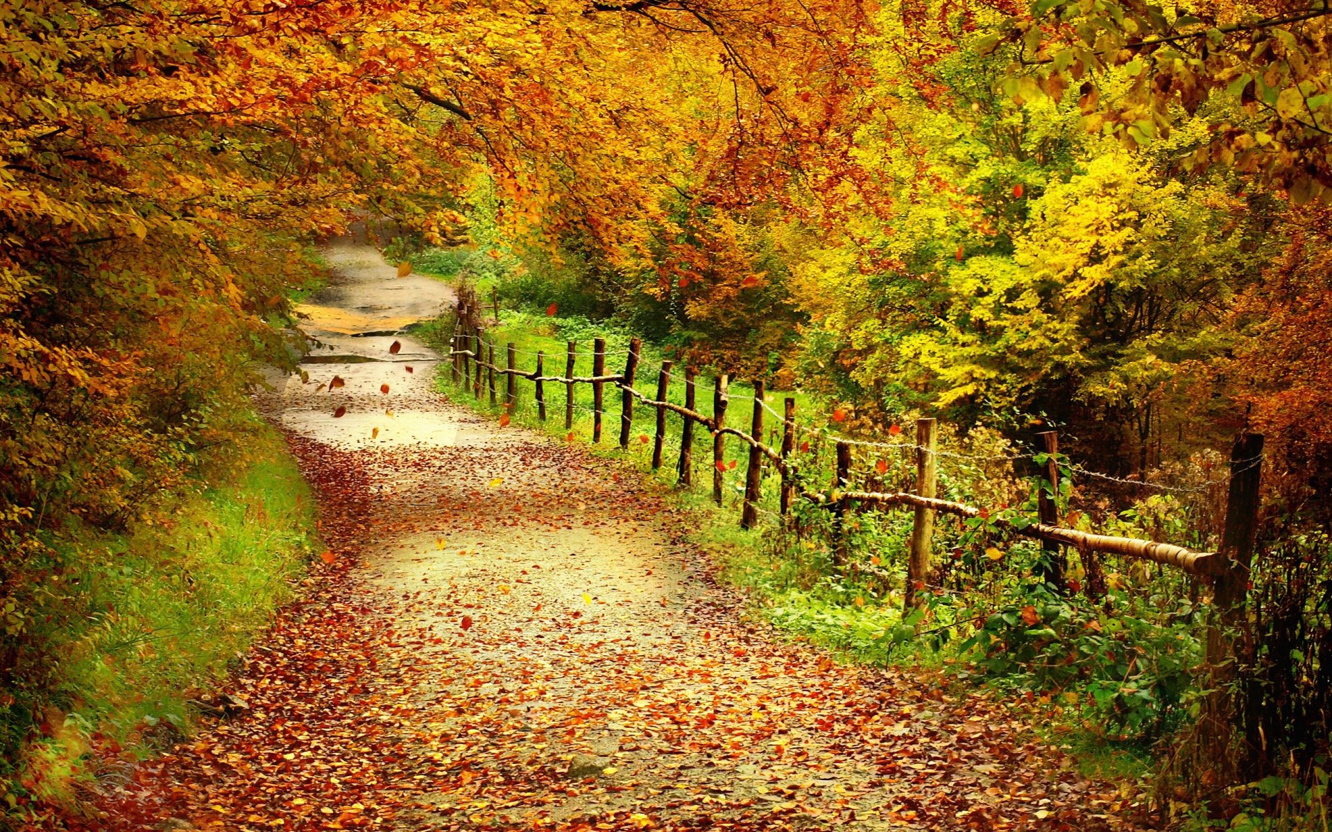 automne forêt arbres feuilles chemin clôture