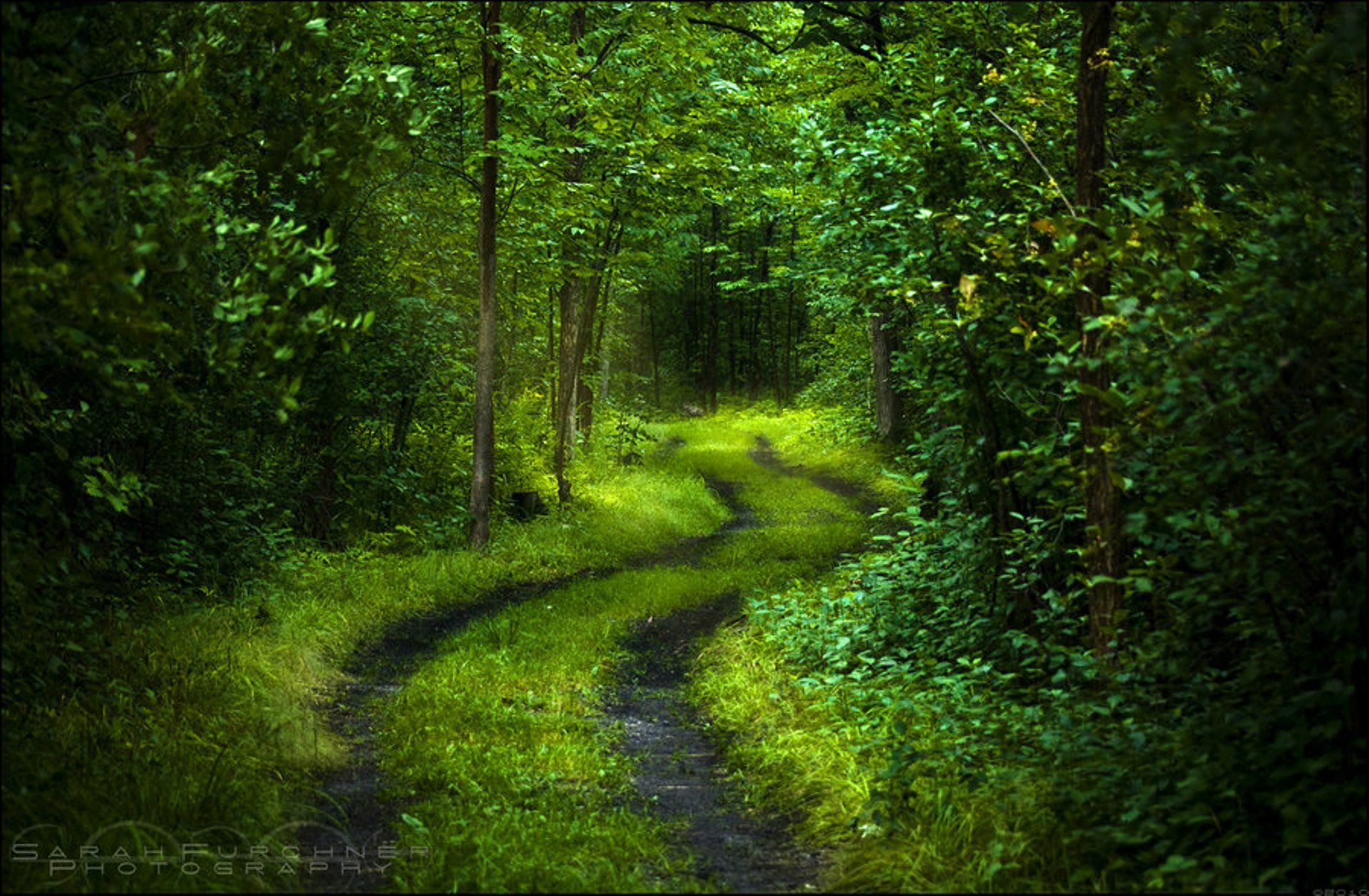 wald bäume straße frische licht laub grün geheimnisvoll ruhe natur stimmung