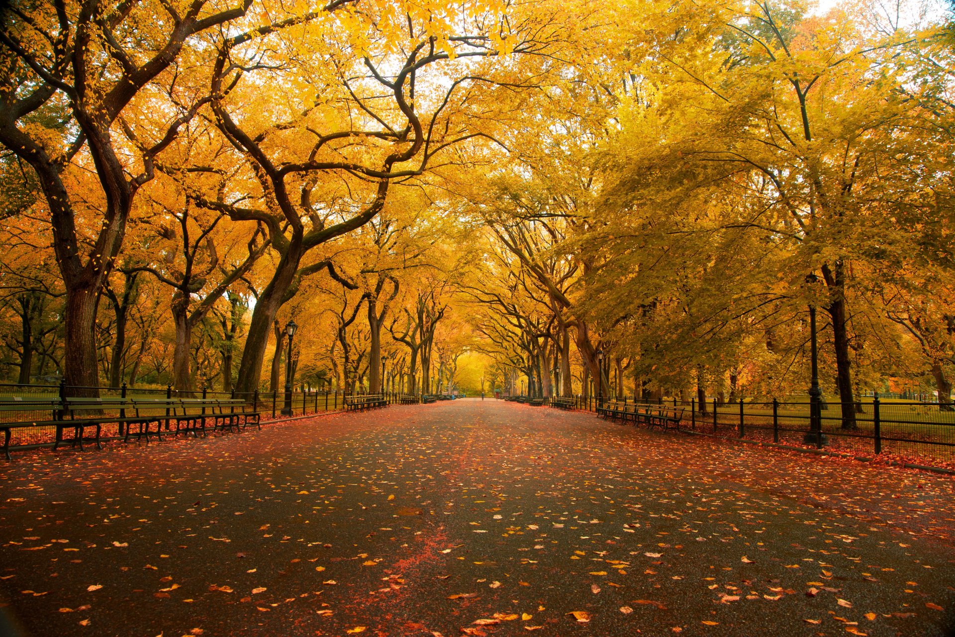 natur herbst park