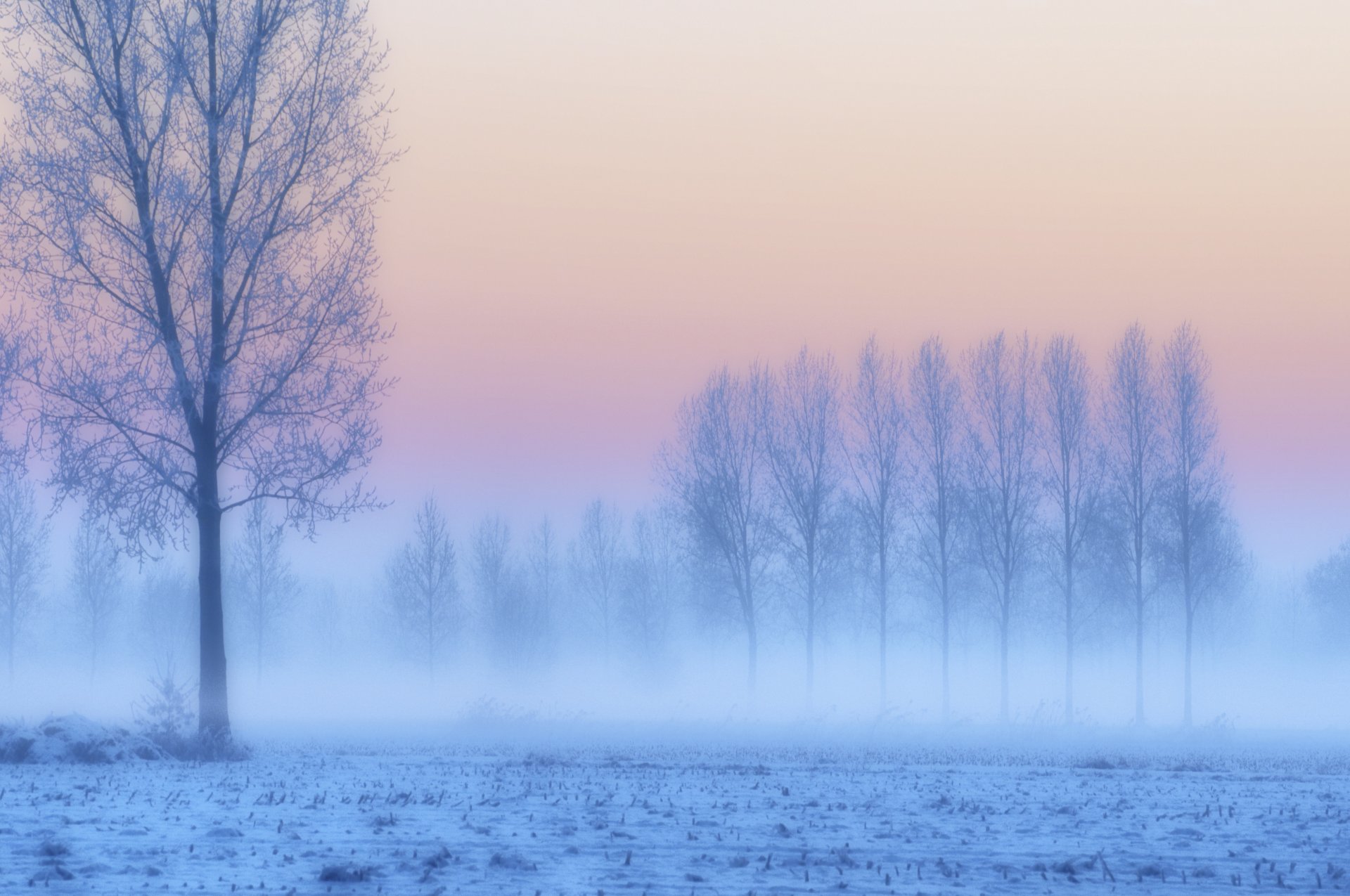 hiver neige givre arbres champ rose lilas coucher de soleil crépuscule bleu brouillard brume