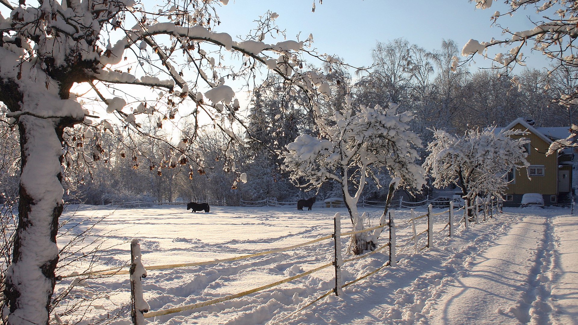 nature hiver chevaux