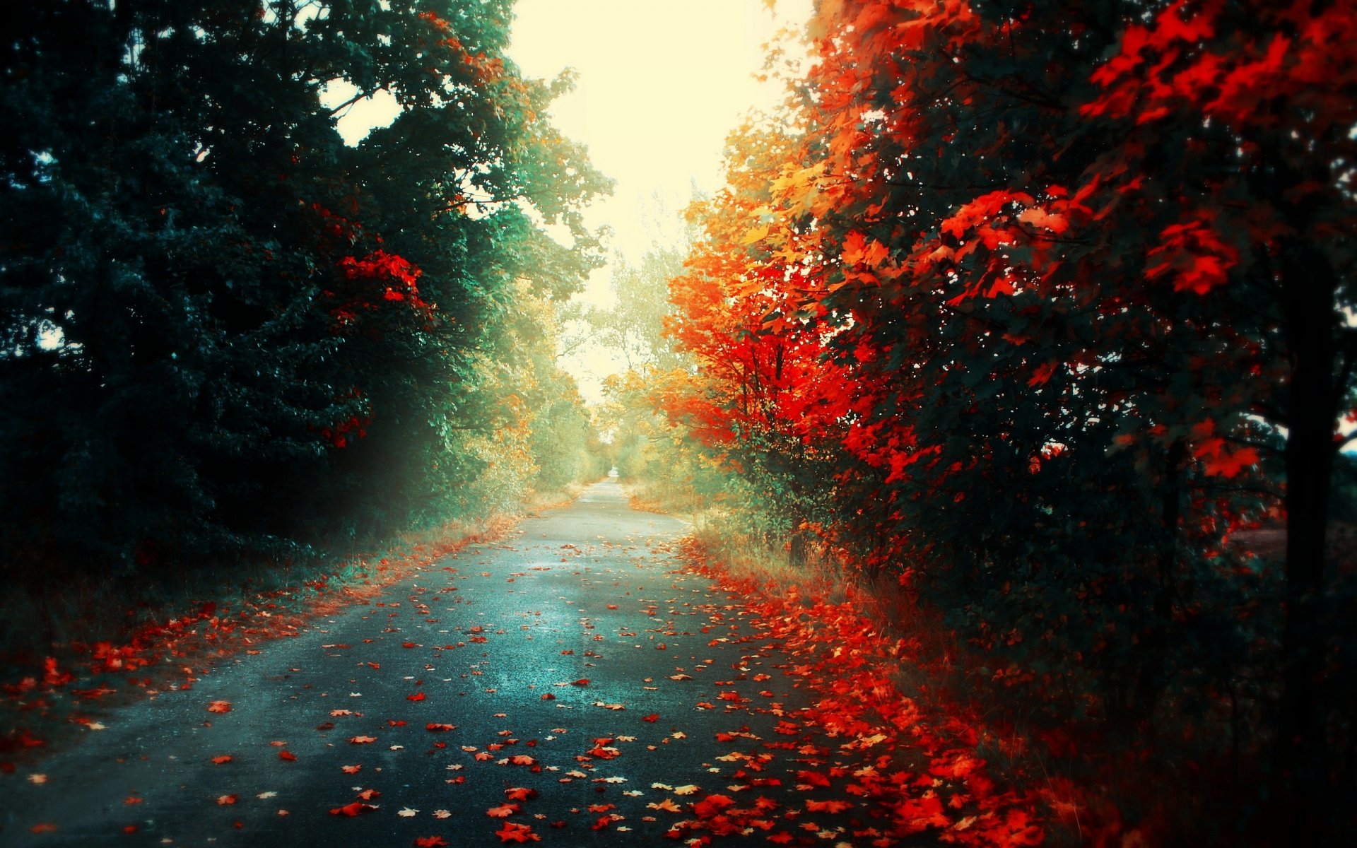 leaves light autumn road