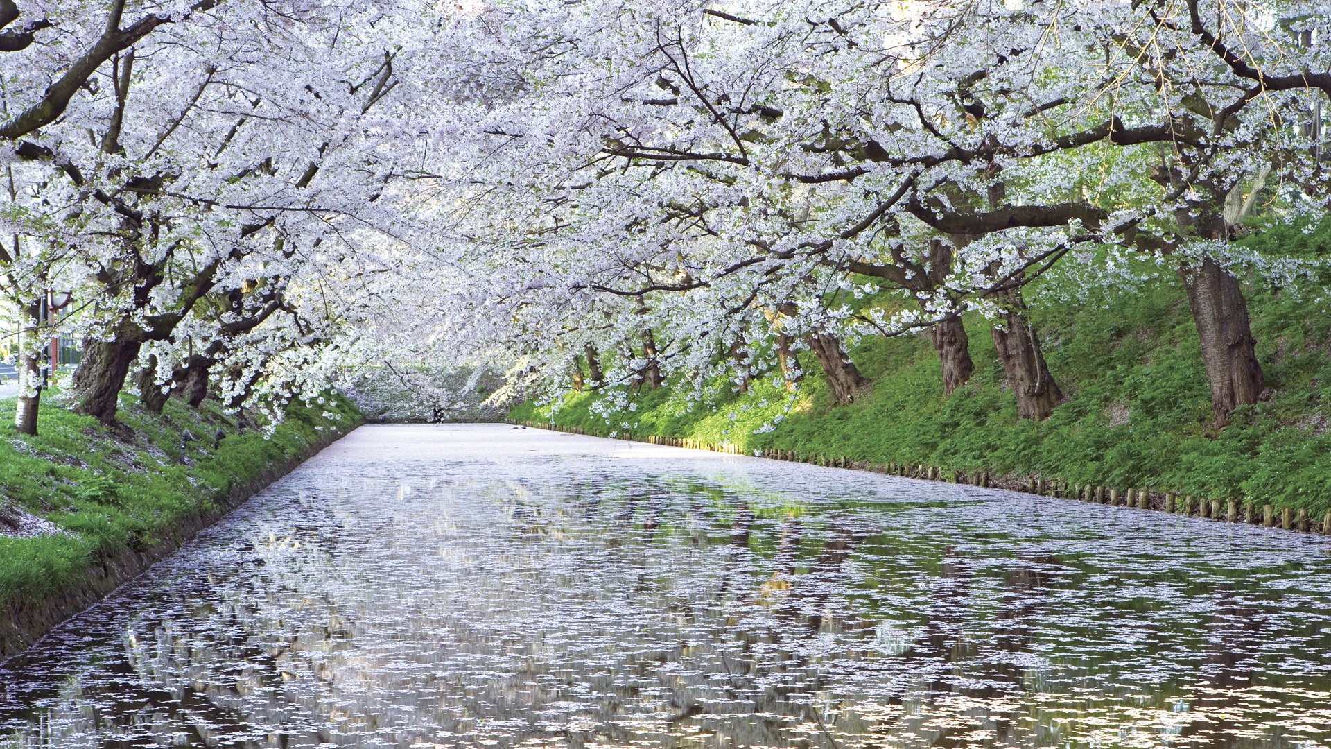 kirsche baum fluss japan sakura