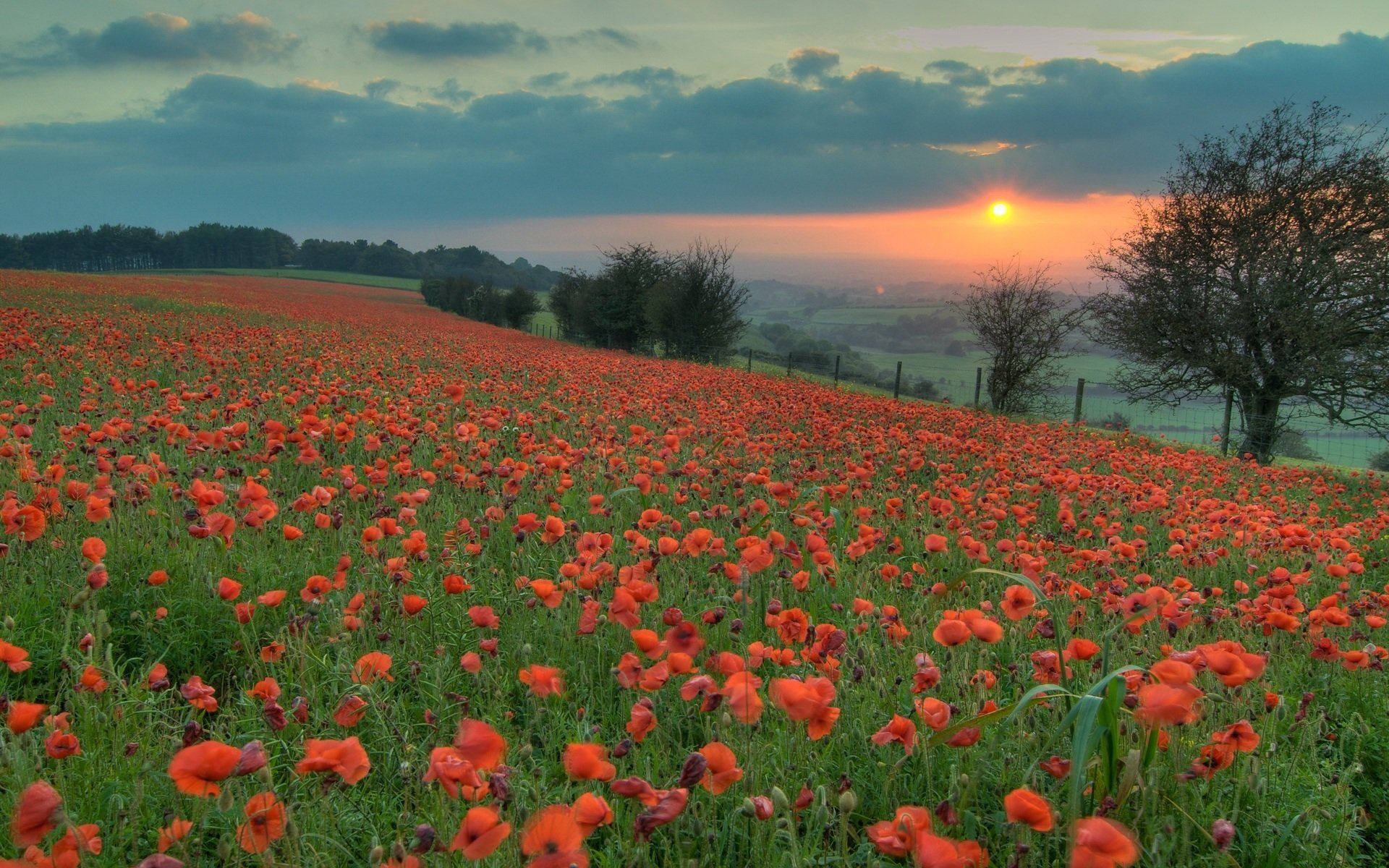 soirée orange coucher de soleil soleil champ coquelicots rouges fleurs