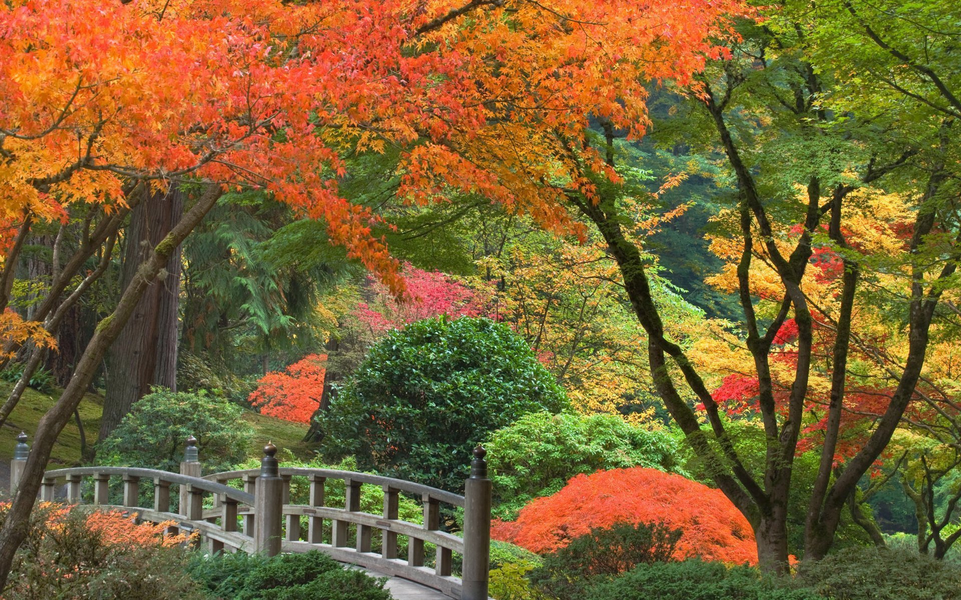 giappone parco ponte autunno alberi cespugli