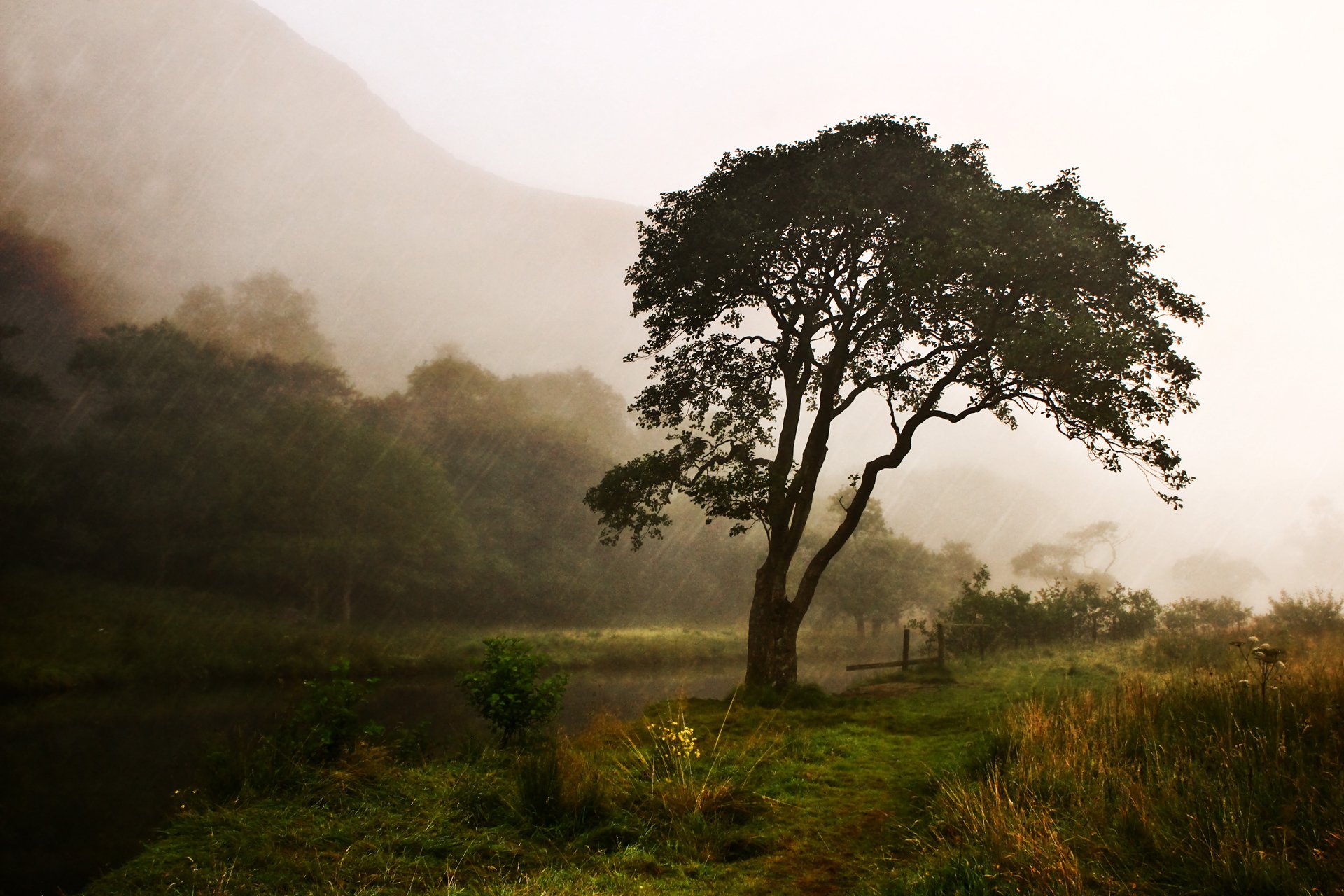 nature river tree rain