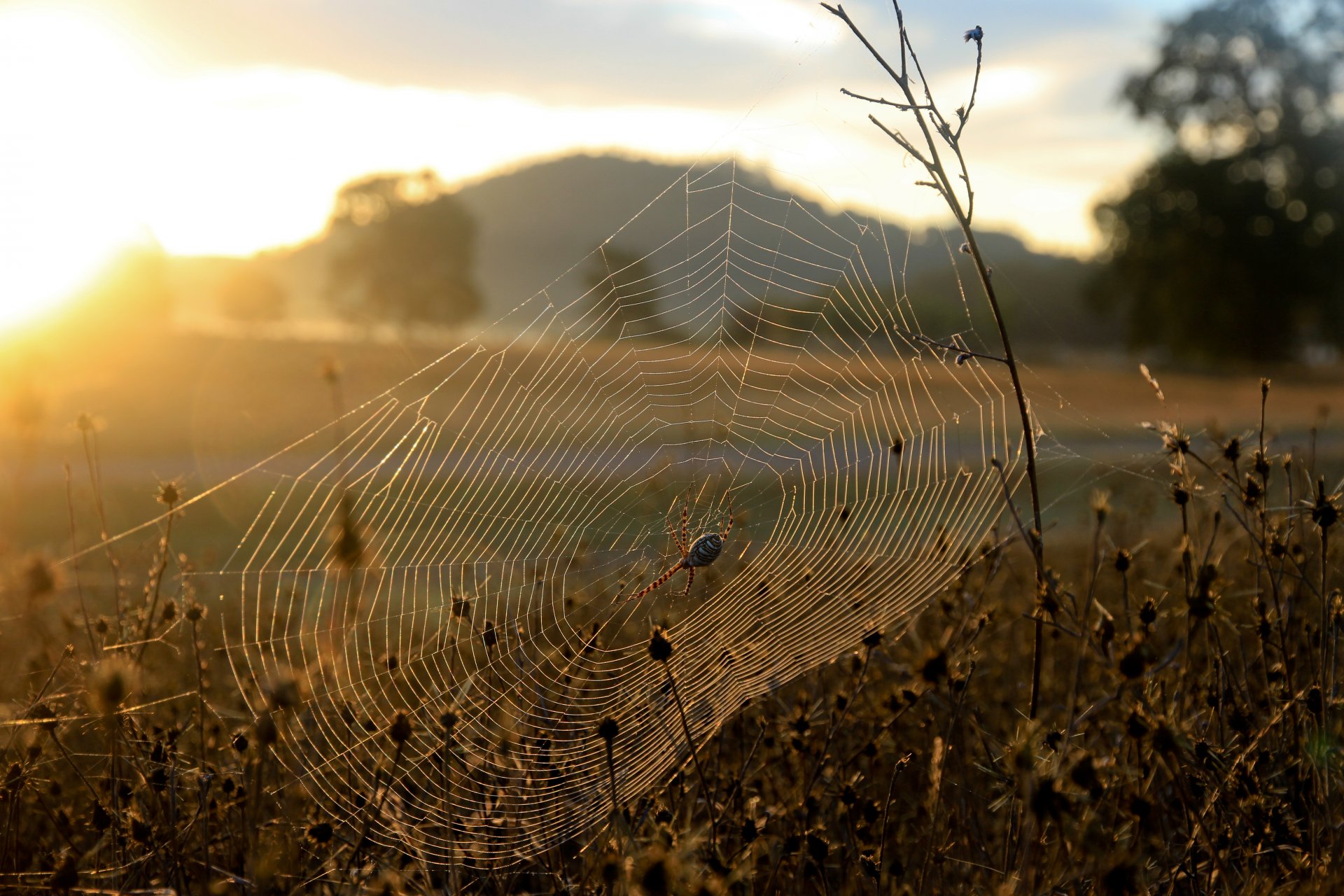 morgen morgendämmerung sonne pflanzen gras spinnennetz spinne natur kojoten-tal