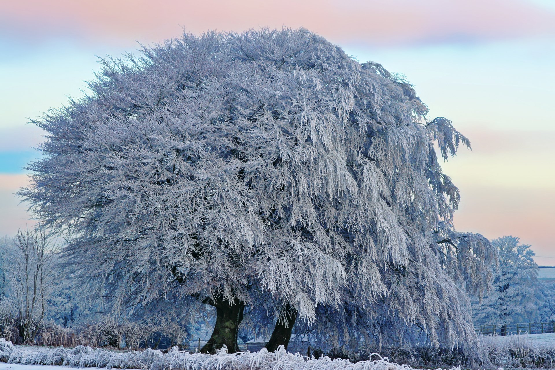 natura inverno albero gelo cielo nuvole