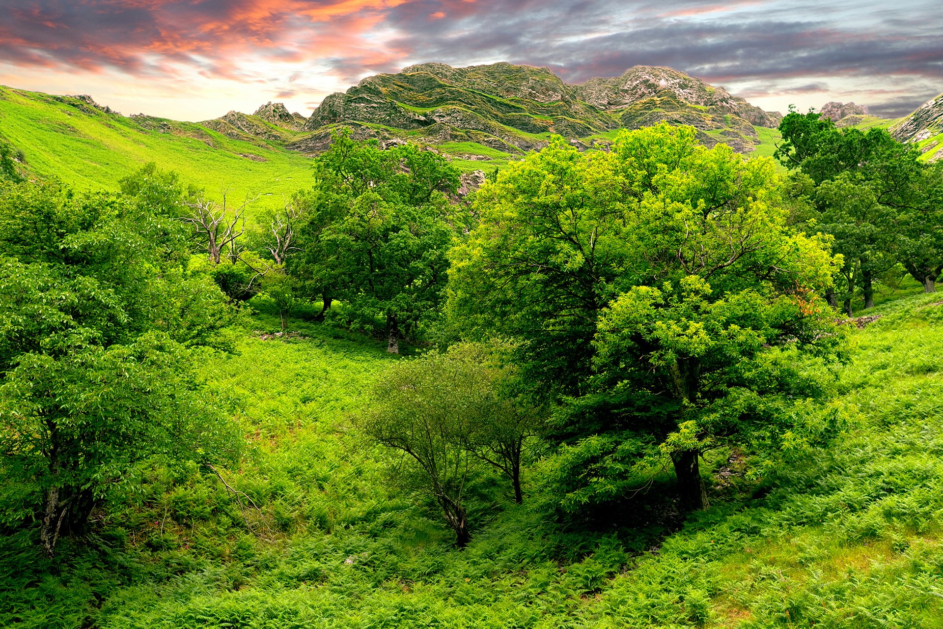 nature verdure collines arbres ciel inde