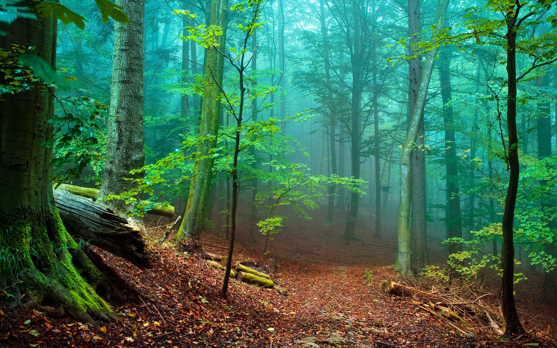 forest tree fog