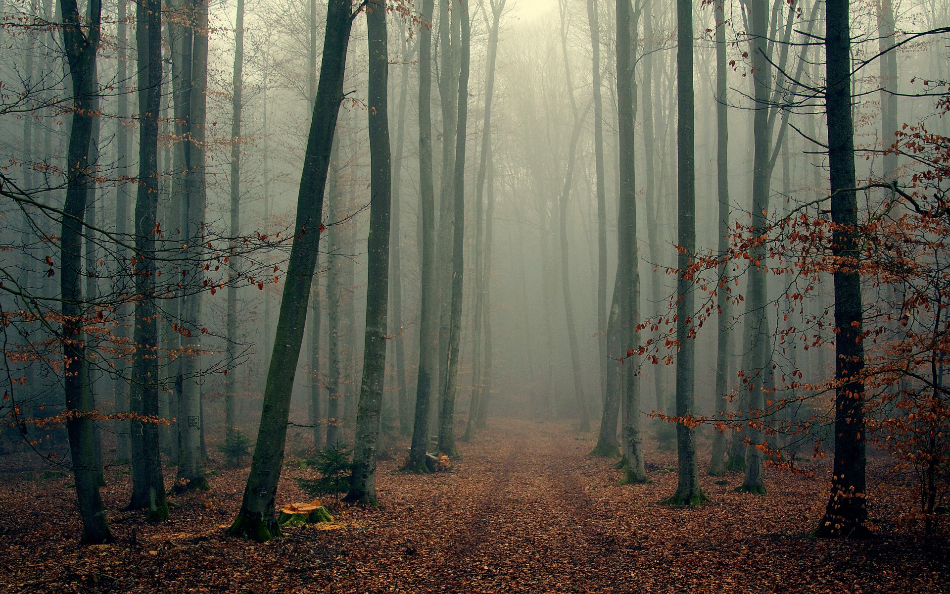 neblig baum wald bäume herbst laub zweige nebel