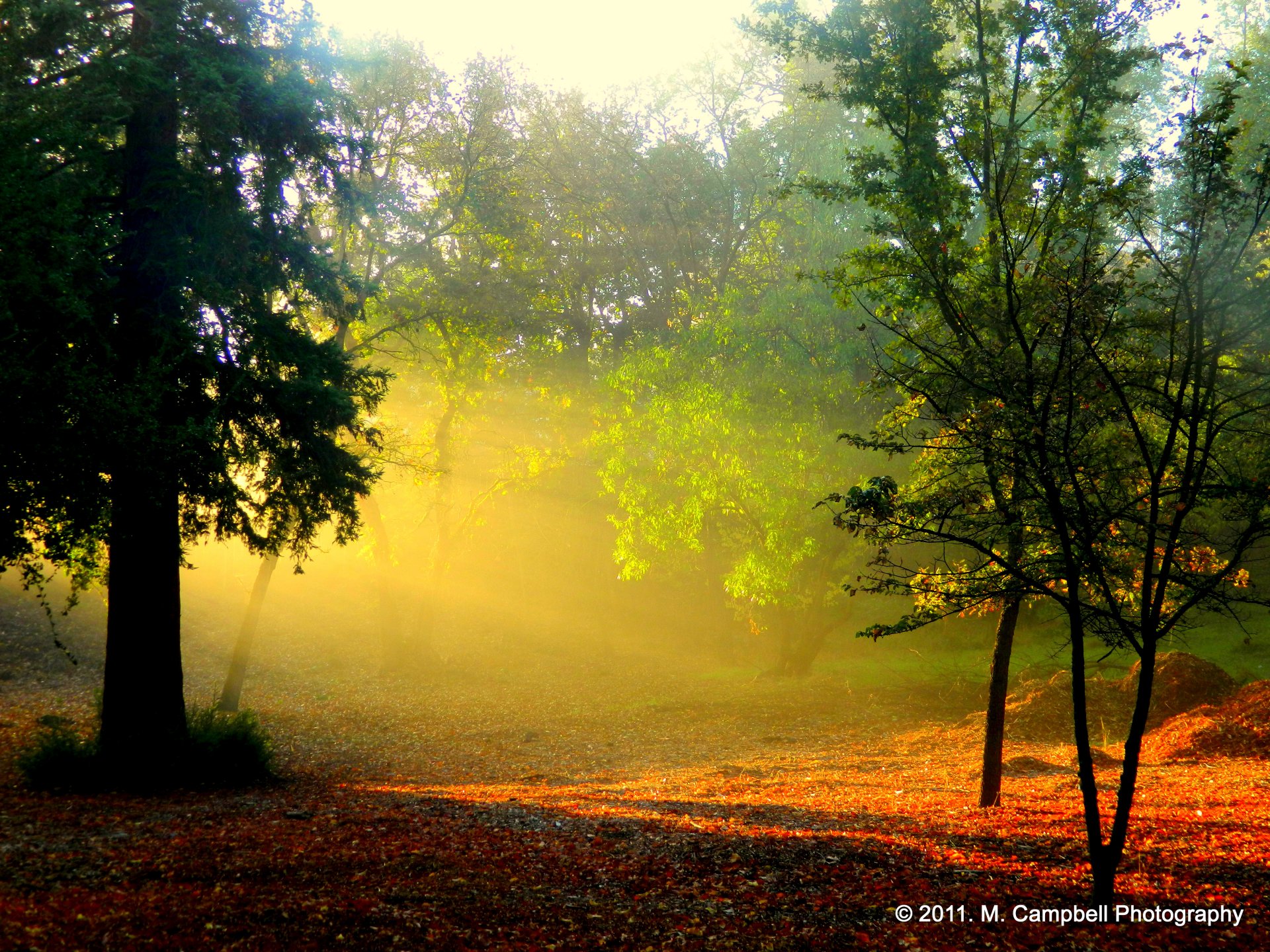 mañana amanecer bosque sol rayos neblina niebla árboles follaje naturaleza