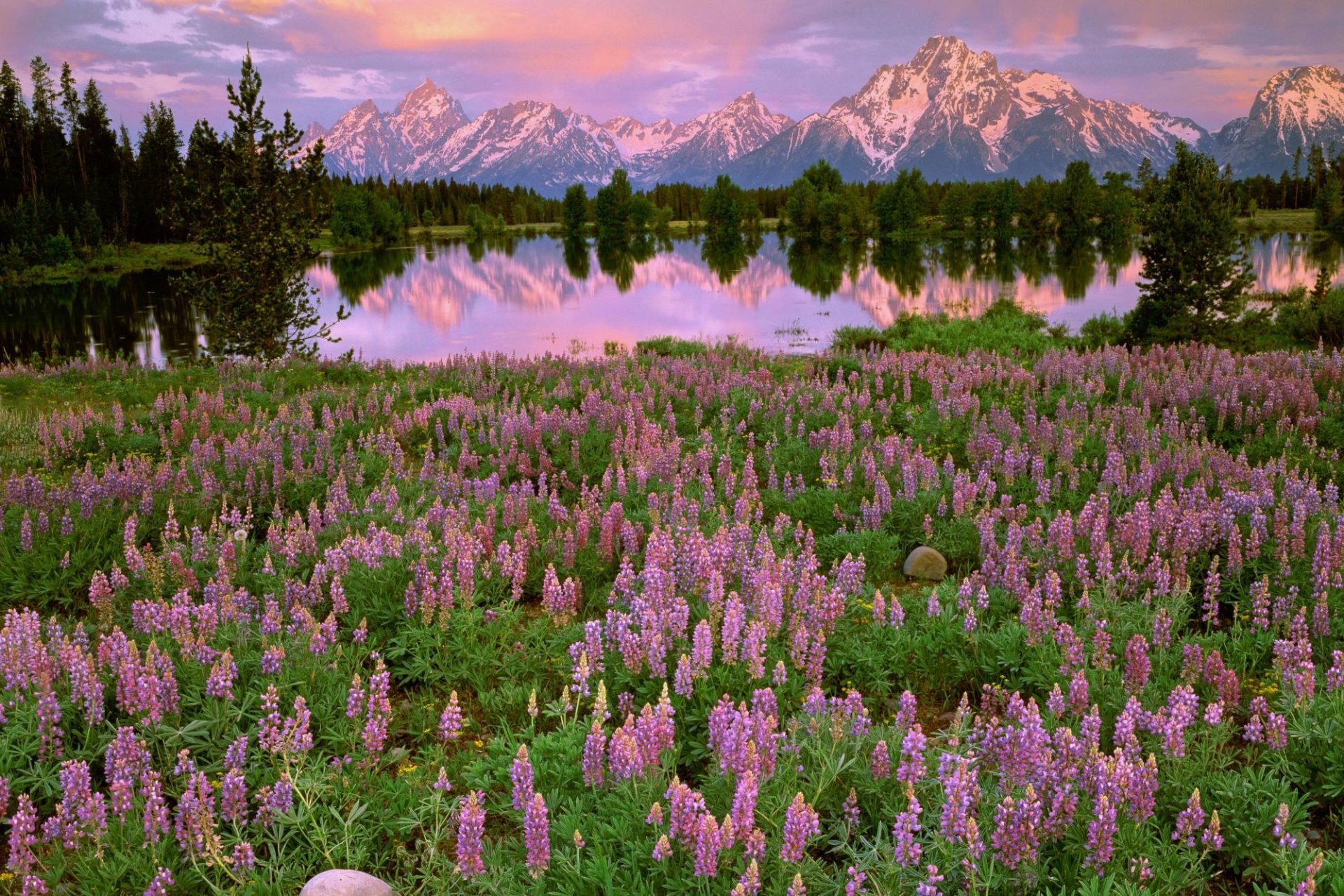 montagnes lac fleurs clairière champ rose arbres réflexion coucher de soleil