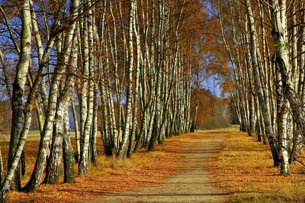 Autumn avenue of yellow trees