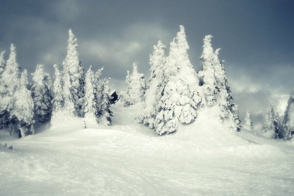 Bosque de invierno completamente en la nieve