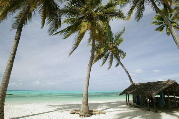 Sandy seashore with palm trees