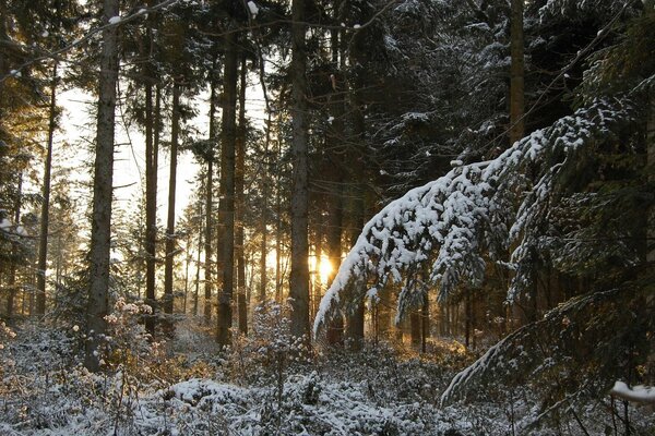 Foresta invernale nella neve durante il tramonto