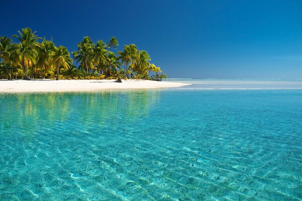 Beach on the ocean with palm trees and white sand