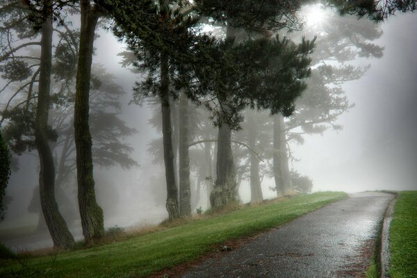 Foggy morning in the park