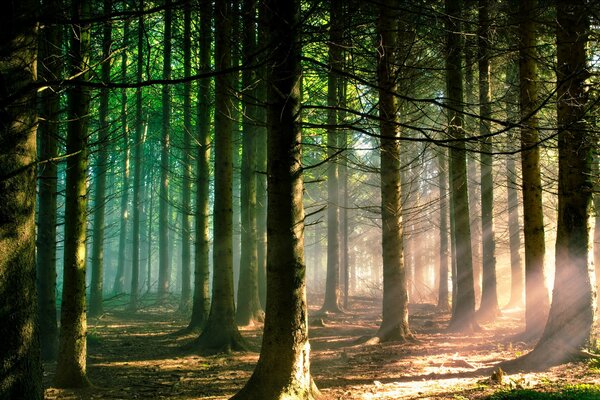 La penetración de la luz solar en el bosque