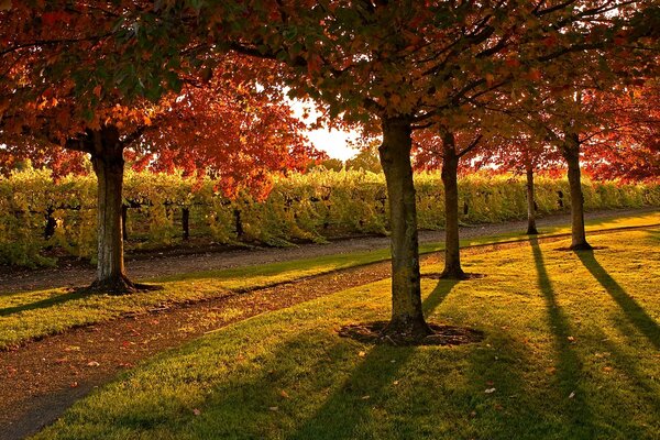 Día soleado en el parque de otoño