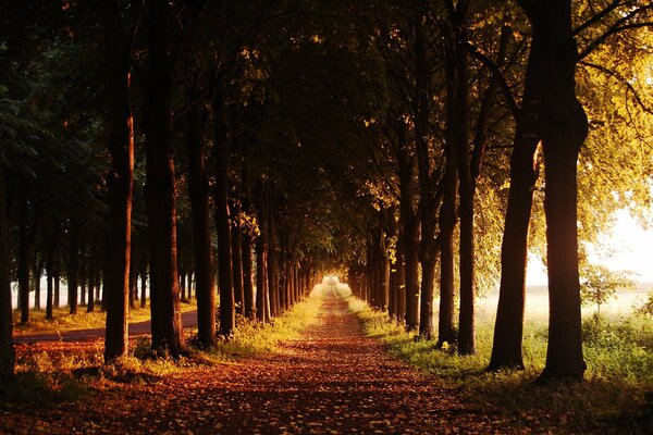 Un largo callejón de árboles en otoño