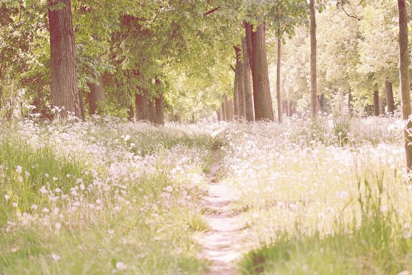 Forest path and meadow flowers