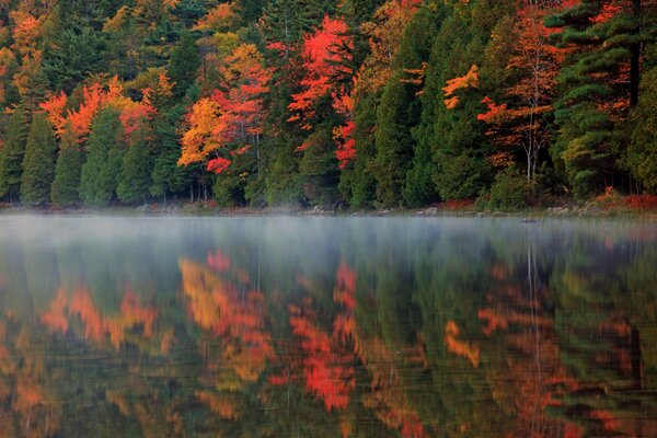 Natur Reflexion Fluss Herbstwald Nebel