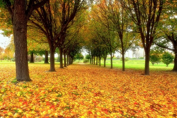 Jesienny park usiany liśćmi