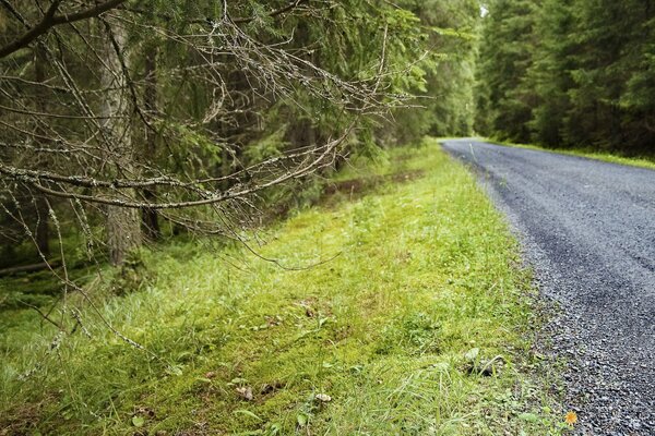 Route parmi les arbres de Noël verts dans la forêt