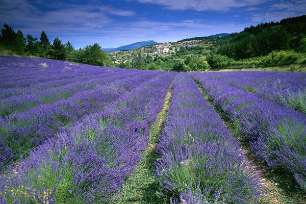 Blooming lavender fields in France