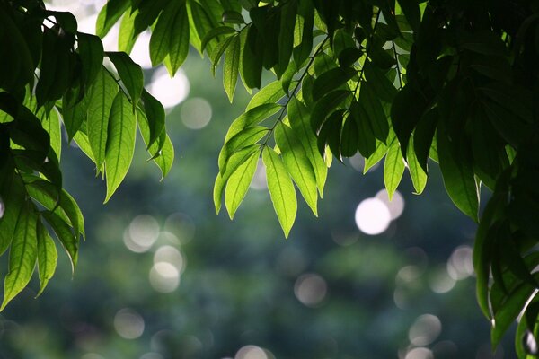 Árboles de verano con hojas