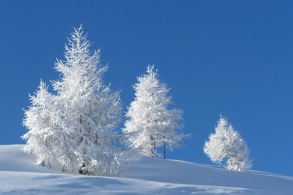 Weiße Fichten, die an einem klaren Wintertag mit weißem Schnee bedeckt sind