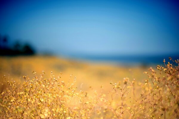 Été. fleurs des champs. fond flou