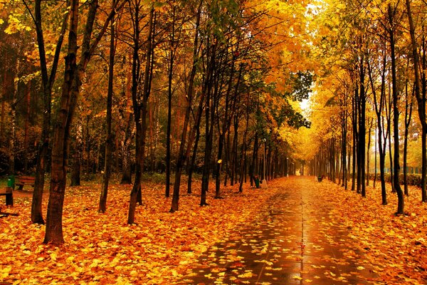 Bright yellow forest. Road