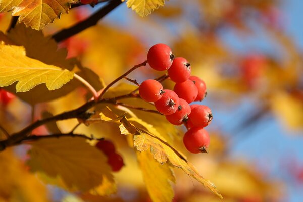 der goldene Herbst. Eberesche Beeren