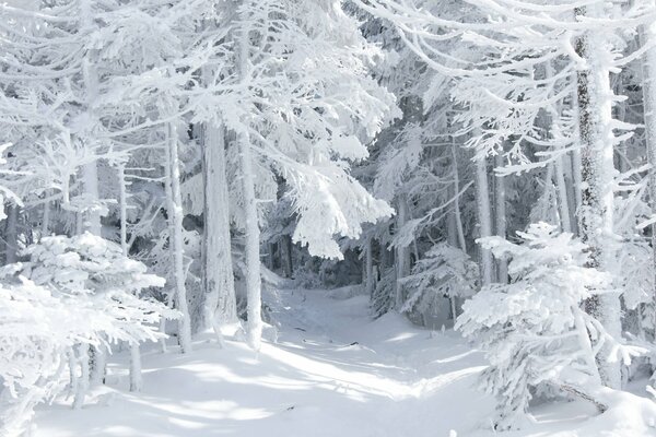 Un Fabuloso bosque de invierno cubierto de nieve