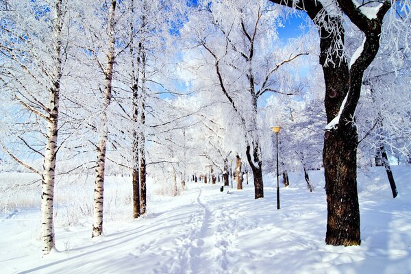 Winter , snow - covered park with rain - covered trees