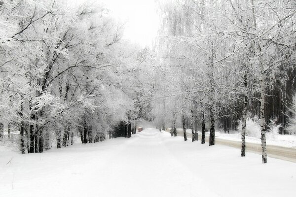 Parc d hiver près de la route