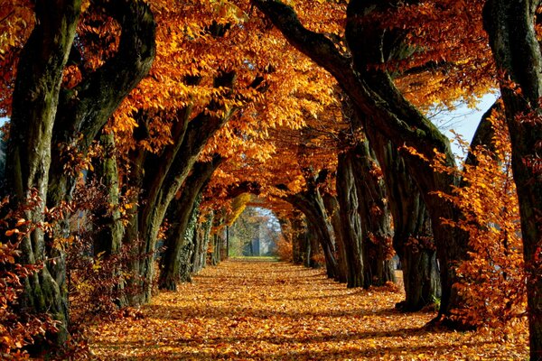 Feuilles lumineuses d arbres d automne