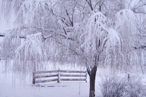 Weinende Weide im frisch gefallenen Schnee