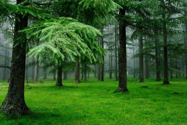 Raindrops on trees in the forest