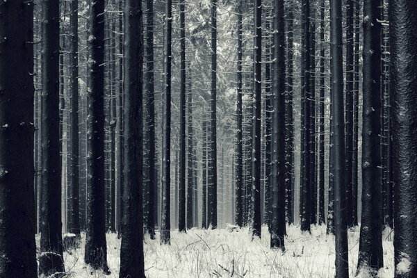 Hiver dans une pinède sombre