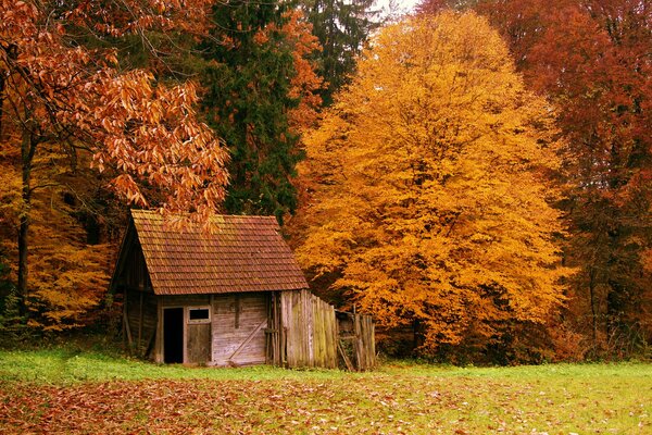 Piccola casa nella foresta d autunno