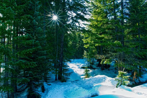 Inverno nella foresta al sole