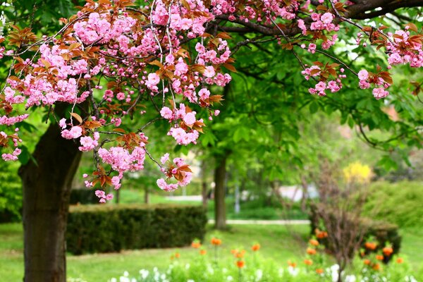 Árbol en flor en el fondo de la naturaleza