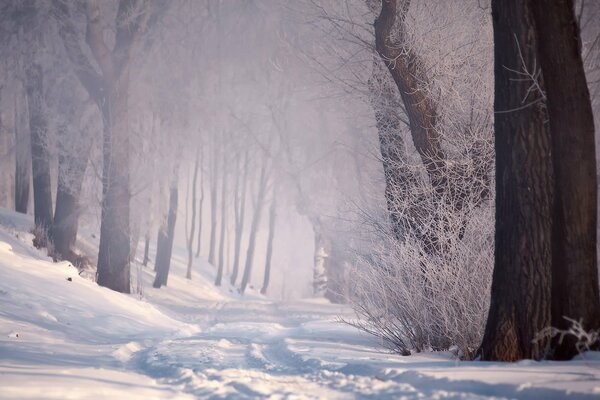 Route enneigée dans la forêt d hiver