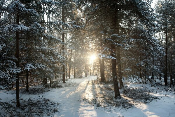 Alba nella foresta invernale