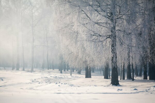 Winter trees on a background of white snow